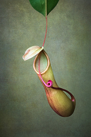 Lesley Ackman - Pitcher Plant