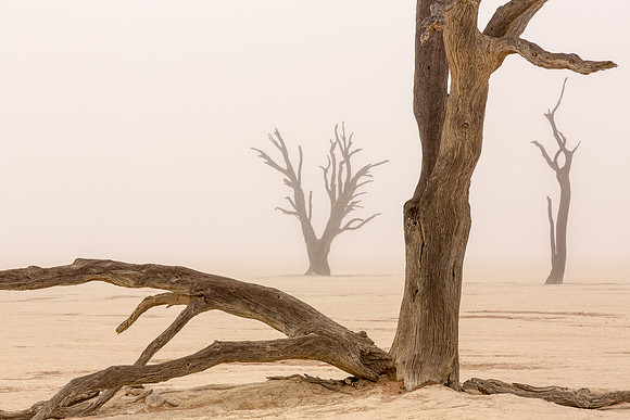 Ghost Trees  - Wendy Kaveney