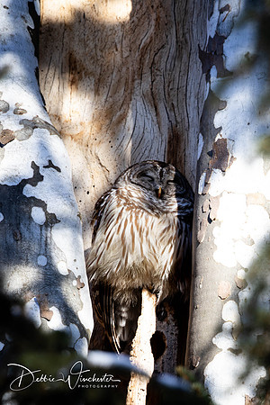 Barred Owl 2 - Debbie Winchester