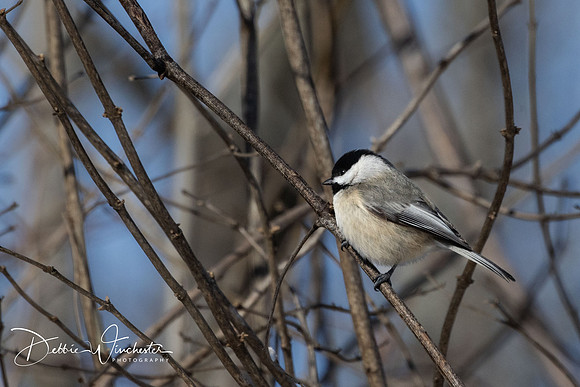Chickadee - Debbie Winchester