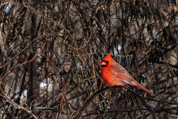 Male Cardinal - Debbie Winchester