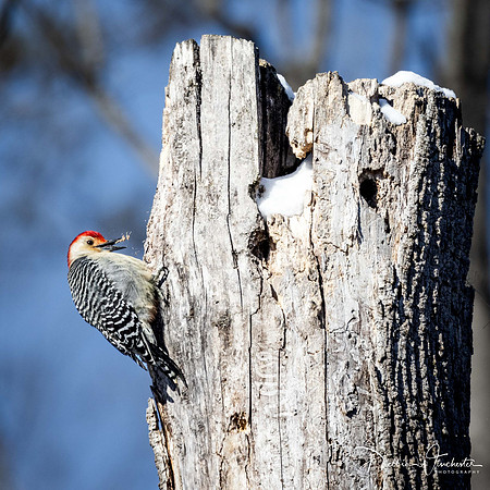 Red-Bellied Woodpecker - Debbie Winchester