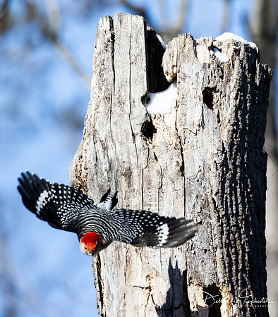 Red-Bellied Woodpecker In Flight - Debbie Winchester