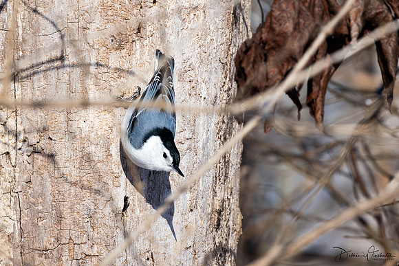 White Breasted Nuthatch - Debbie Winchester