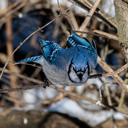 Blue Jay - Pete Howard
