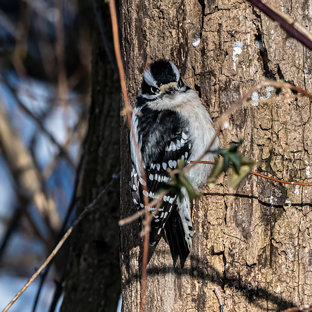Downy Woodpecker - Pete Howard