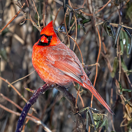 Cardinal - Pete Howard
