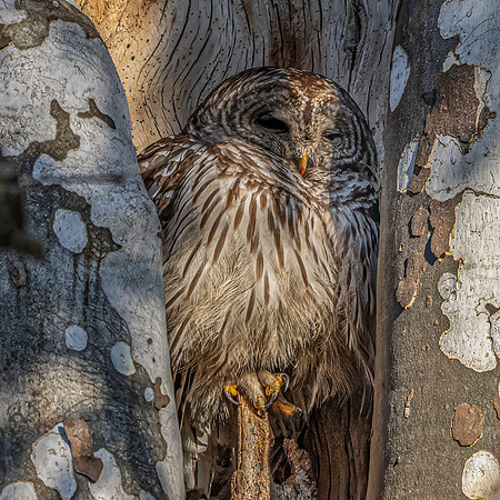 Barred Owl - Pete Howard