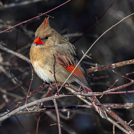 Cardinal - Pete Howard