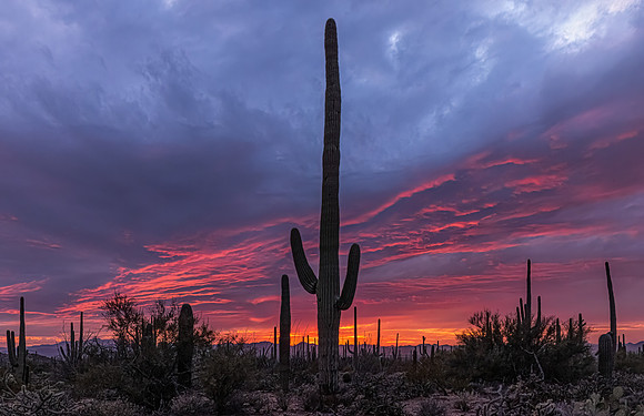 4 - Christal Steele - Saguaro Sunset