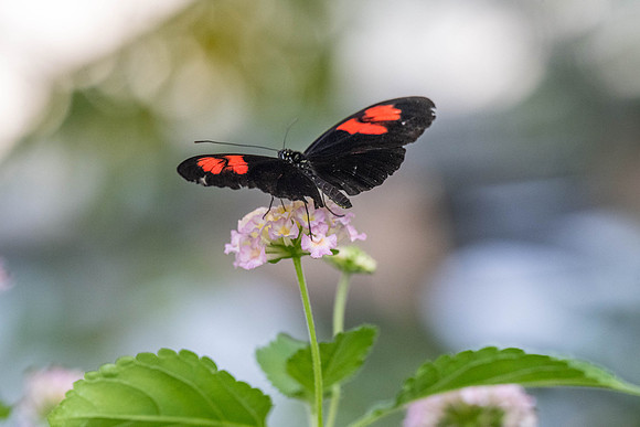 Peter Michael