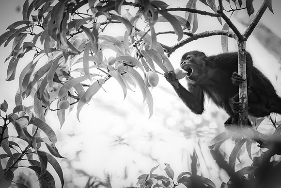 Charles Holden - Jungle Brunch